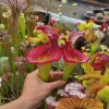 Sarracenia x "Fire P*ssy" blurred