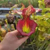 Sarracenia x "Fire P*ssy" blurred