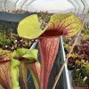 Sarracenia x exornata `Peaches and Cream' blurred