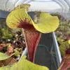 Sarracenia x exornata `Peaches and Cream' blurred