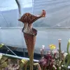 Sarracenia rubra ssp.jonesii "Black lips" blurred