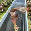 Sarracenia rubra ssp.jonesii "Black lips" blurred