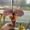 Sarracenia flava var. cuprea blurred