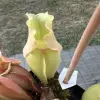 Sarracenia purpurea ssp. venosa var. burkii veinless form, clone 1 blurred