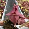 Sarracenia purpurea ssp. venosa, Cooks Bayou blurred