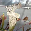 Sarracenia leucophylla "Lorenz Bütschi clone" blurred
