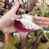 Sarracenia x "Majin Bu" blurred