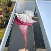 Sarracenia x "Majin Bu" blurred