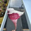 Sarracenia x "Majin Bu" blurred
