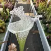 Sarracenia leucophylla "Sister of White beast"  blurred