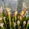 Sarracenia leucophylla, long neck, clone A blurred