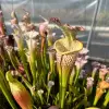 Sarracenia leucophylla, long neck, clone A blurred