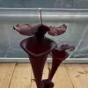 Sarracenia x "Black knight" blurred