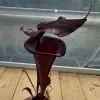 Sarracenia x "Black knight" blurred