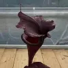Sarracenia x "Black knight" blurred