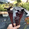 Sarracenia x "Black knight" blurred
