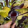 Sarracenia x "Hungry Jackdaws", lidless  blurred