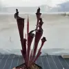 Sarracenia x "Hungry Jackdaws", lidless  blurred