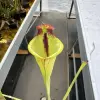 Sarracenia moorei (sometimes produces iper-lidless pitchers) blurred