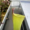 Sarracenia moorei (sometimes produces iper-lidless pitchers) blurred