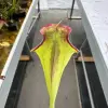 Sarracenia moorei (sometimes produces iper-lidless pitchers) blurred