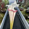 Sarracenia x Top Lady blurred