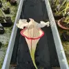 Sarracenia x Top Lady blurred