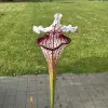 Sarracenia x Top Lady blurred