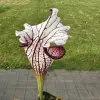 Sarracenia x Top Lady blurred