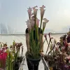 Sarracenia leucophylla "Frostbane", giant blurred