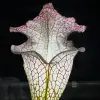 Sarracenia leucophylla "Frostbane", giant blurred