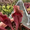 Sarracenia purpurea ssp. purpurea, clone A blurred