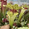 Sarracenia x 'Leviathan' blurred