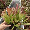 Sarracenia minor, small lid blurred