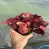 Sarracenia rosea giant, shapely big traps blurred