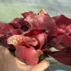 Sarracenia rosea giant, shapely big traps blurred