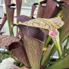 Sarracenia alata var. atrorubra blurred