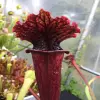 Sarracenia x H2 blurred