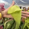 Sarracenia x "Frog's p**n" blurred