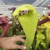 Sarracenia x "Frog's p**n" blurred