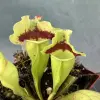Sarracenia purpurea ssp. purpurea 'Tina' blurred