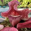 Sarracenia purpurea ssp. venosa, Cooks Bayou blurred
