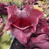 Sarracenia rosea "Big Momma DC",  gigantic, shapely pitchers blurred