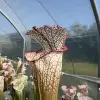 Sarracenia leucophylla "Jurassic plant"  blurred