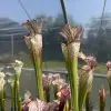 Sarracenia leucophylla "Jurassic plant"  blurred