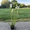 Sarracenia leucophylla "Jurassic plant"  blurred