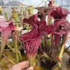 Sarracenia x (Bella x Bocaza) GC blurred