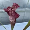 Sarracenia x (Bella x Bocaza) GC blurred