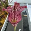 Sarracenia x (Bella x Bocaza) GC blurred