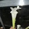 Sarracenia leucophylla var. alba, tall pitchers blurred